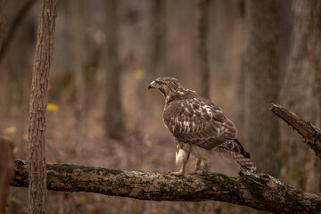 Red-tailed Hawk perched on a dead tree branch