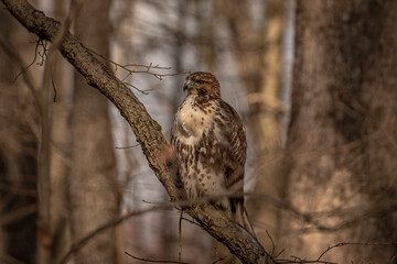 Red-tailed Hawk perched on a dead tree branch