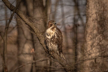 Red-tailed Hawk perched on a dead tree branch