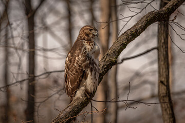 Red-tailed Hawk perched on a dead tree branch