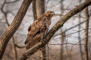 Red-tailed Hawk perched on a dead tree branch