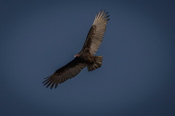 Turkey Vulture soars in the blue sky