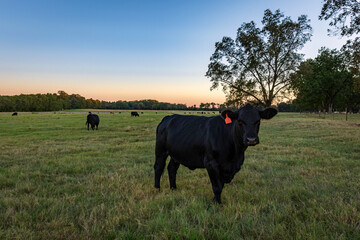 Angus cow with herd behind grazing in twilight pasture