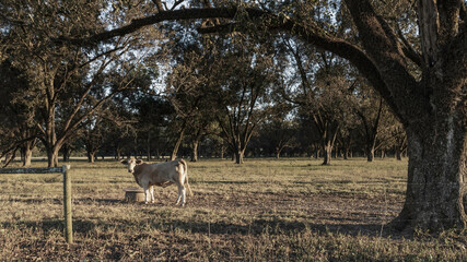 Lone cow at mineral feeder in pecan trees - desaturated