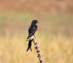 The Drongo