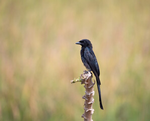 The Drongo