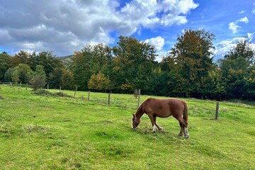 brown horse on pasture