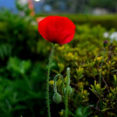 Fototapeta premium Common Poppy