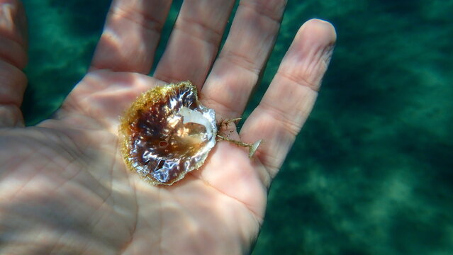 Seashell of saddle oyster or European jingle shell, European saddle oyster (Anomia ephippium) on the hand of a diver, Aegean Sea, Greece, Halkidiki