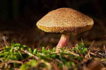 Xerocomus subtomentosus, commonly known as suede bolete. A big mushroom with with cracked caps.  - obrazy, fototapety, plakaty
