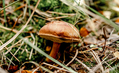 Boletus Edulis Mushrooms on Wood