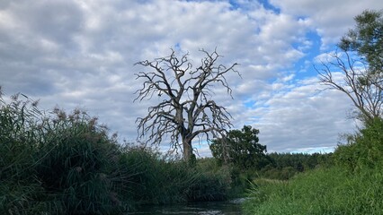 Obraz premium Martwe drzewo