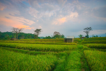 Fototapeta na wymiar Indonesia farmer hut in rice field with sunset scene. Agricultural concept on the countryside. Perfect for natural background or wallpaper. 