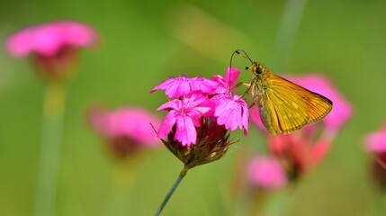 Ochlodes venatus 834