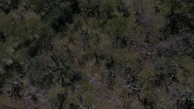 Vista Aerea de pueblo en Zacatecas  Mexico dji