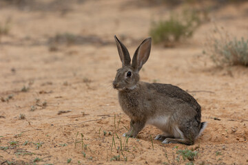 Conejo