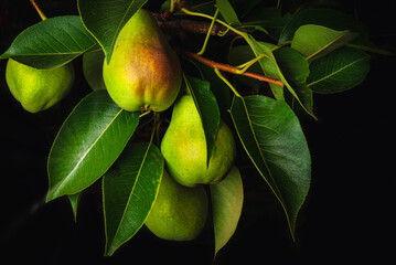 Ripe pears on a branch. Ecologically clean, garden fruits.