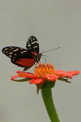 butterfly on flower