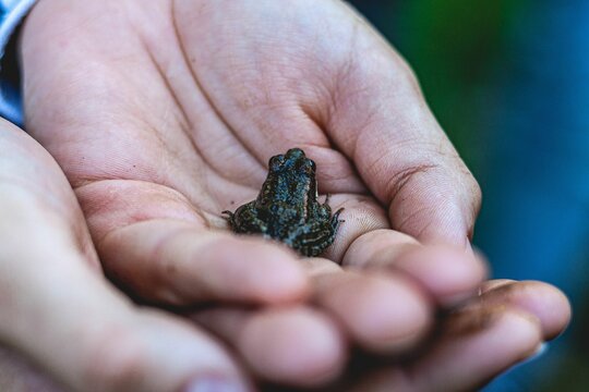 Closeup of a person holding a baby natterjack toad in the palm of his hands