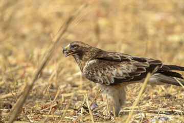 Birds of prey eat in the field