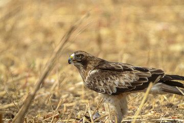 Birds of prey eat in the field