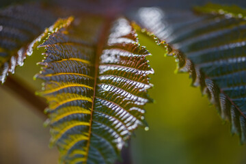 large red leaf of a tropical plant