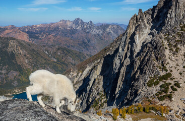 Mountain sheep