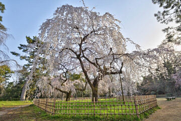 京都御苑の近衛桜