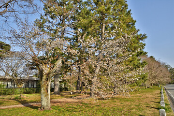 Obraz premium 京都御苑の桜