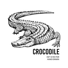Crocodile sketch. Aligator. Vector hand drawn illustration - obrazy, fototapety, plakaty