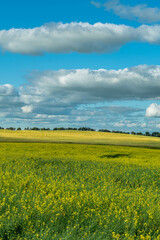rapeseed field and sky