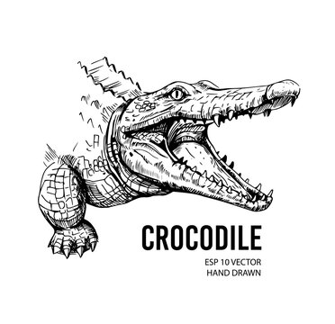 Crocodile sketch. Aligator. Vector hand drawn illustration