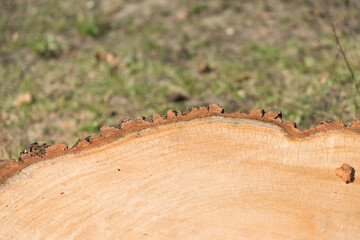 edge of a tree stump in the park