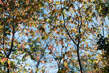 autumn in the park - multiple leaves on a blue sky