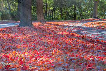 Autumn leafs under sunlight