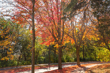 Autumn leafs under sunlight