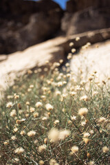Desert flowers with out of focus background