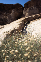Desert flower bush with rocky background