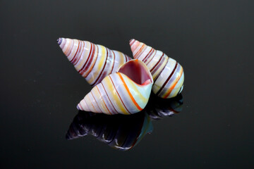 Candy cane snail isolated on black background. Candy cane snail (Liguus virgineus) is a species of...