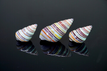 Candy cane snail isolated on black background. Candy cane snail (Liguus virgineus) is a species of tree-living snail native to the Caribbean island of Hispaniola in Haiti and the Dominican Republic. © Cheattha