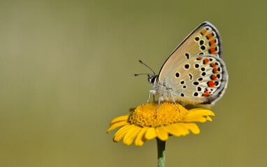 Plebejus carmon 909