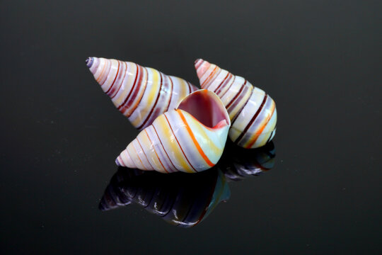 Candy cane snail isolated on black background. Candy cane snail (Liguus virgineus) is a species of tree-living snail native to the Caribbean island of Hispaniola in Haiti and the Dominican Republic.