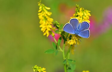 Plebejus modicus 846