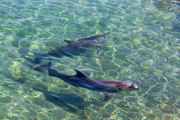 Fototapeta premium Dolphin in blue water. Bottlenose Dolphins at water's surface. Dolphin under water swimming in Red Sea, Eilat,Israel. Dolphin Reef where bottlenose dolphins in the Gulf of Eilat near the city of Eilat