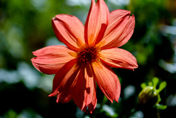 Red dahlia