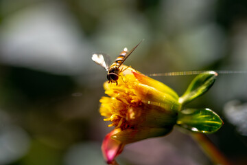 flower garden dahlia autumn.beautiful dahlia flower and water drop in garden