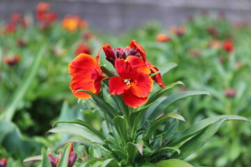Obraz premium red poppy flowers