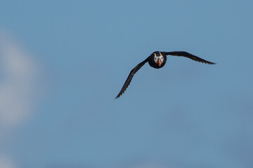 Tufted Puffin in Flight Towrds Photographer
