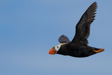 Colorful Tufted Puffin in Flight
