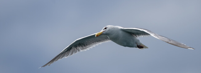Obraz premium Glaucous-Winged Gull in Flight Against a Grey Sky